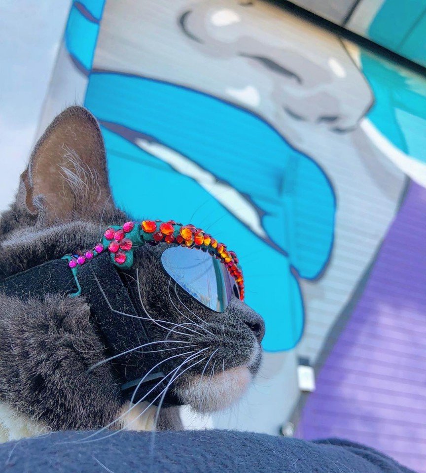 Кошка, которая вынуждена носить очки из-за болезни, стала иконой стиля