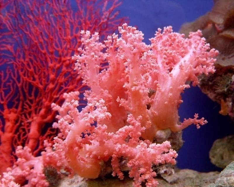 Кораллы - это настоящие морские цветы