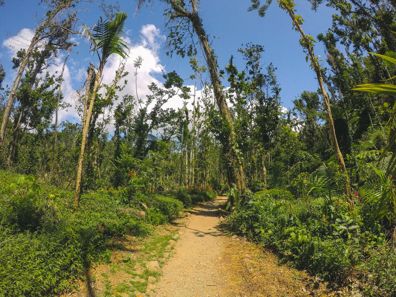 El Yunque National ForestНациональный парк, Пуэрто Рико