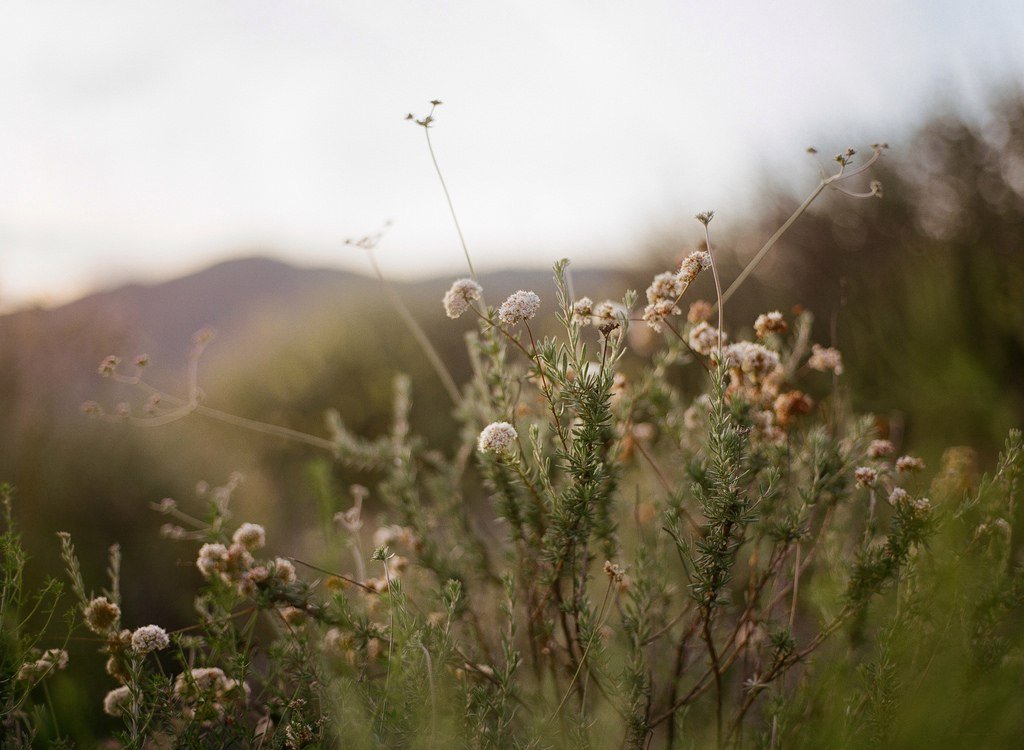 The smell of summer