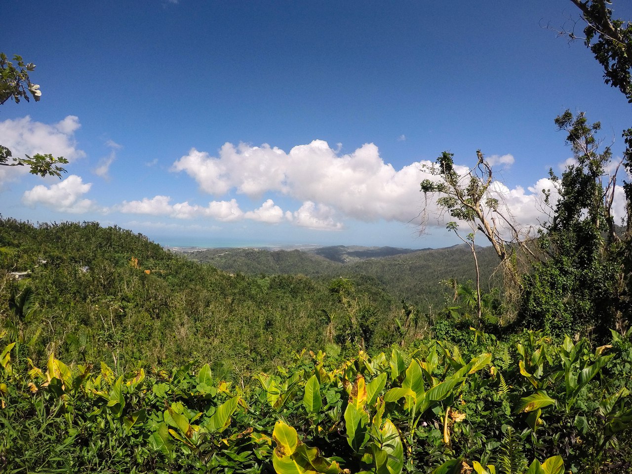 El Yunque National ForestНациональный парк, Пуэрто Рико