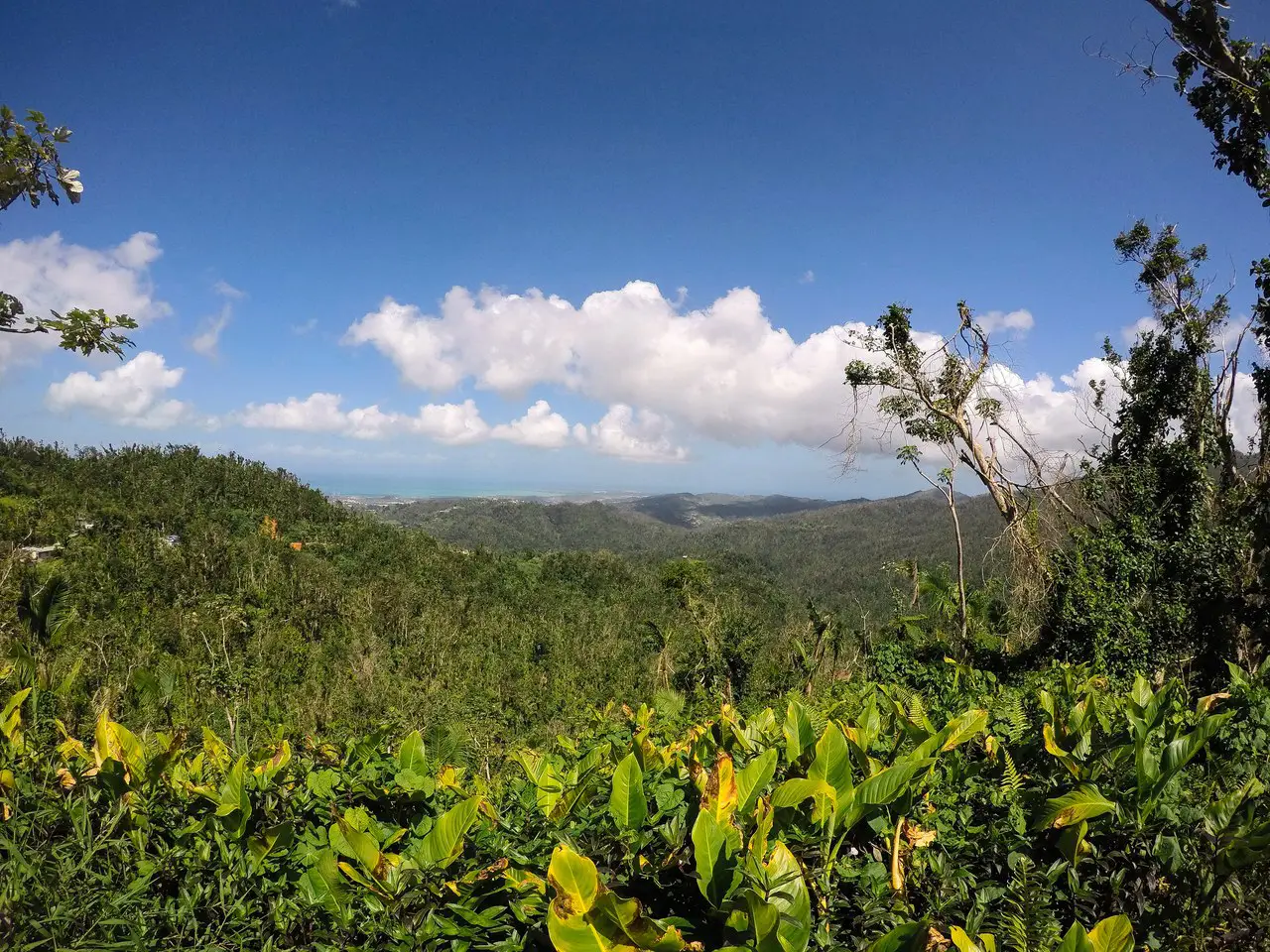El Yunque National ForestНациональный парк, Пуэрто Рико