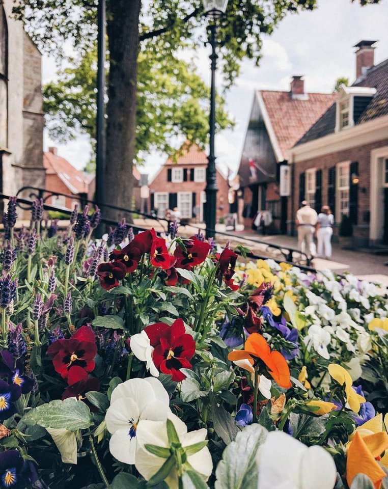 Нидерланды - край цветов