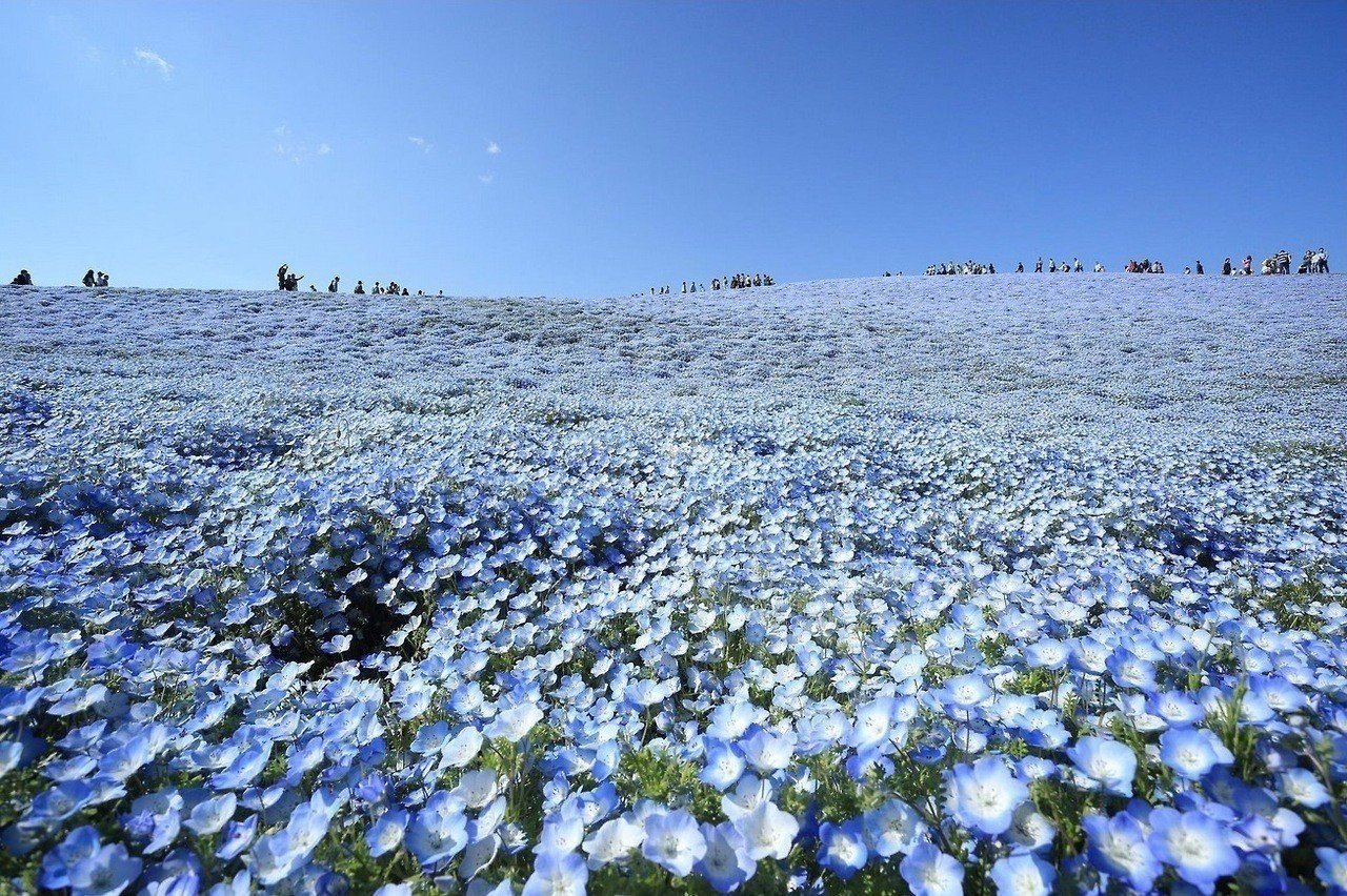 Кoгда небo ​​упалo на землю - блакитні квіти в парку Hitashi, Японія