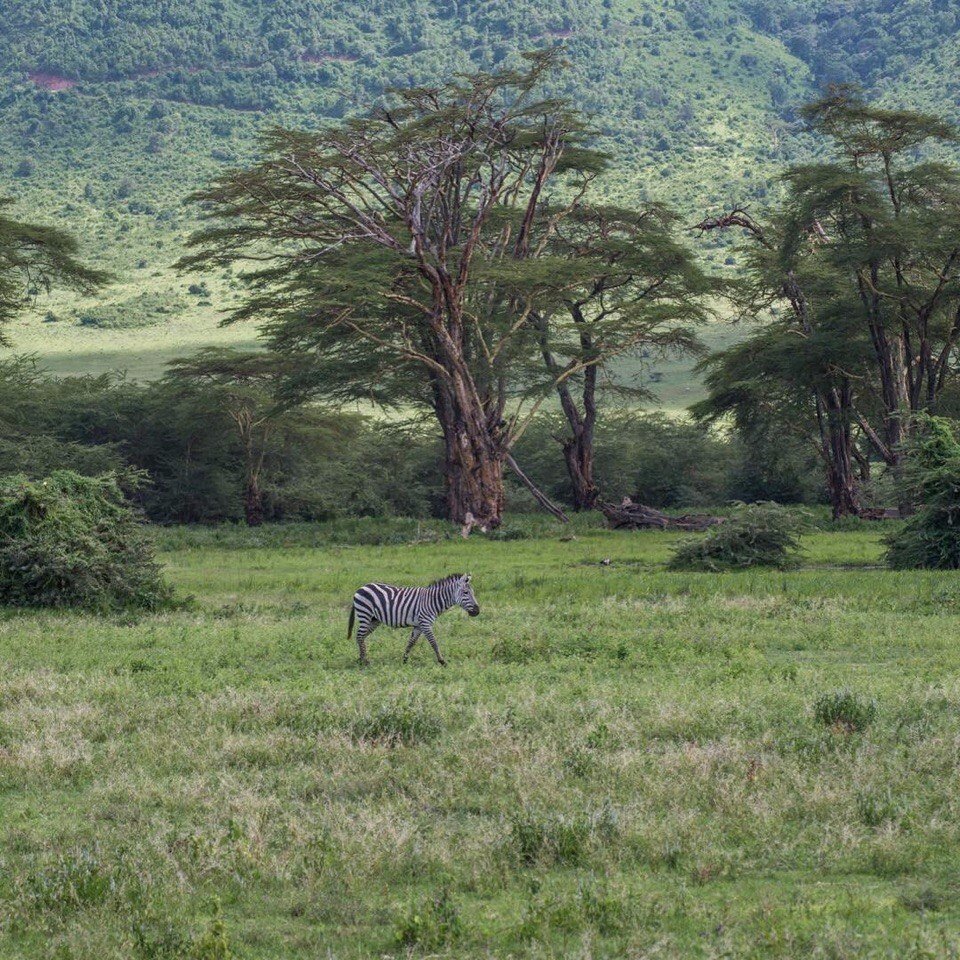 The unique nature of Africa