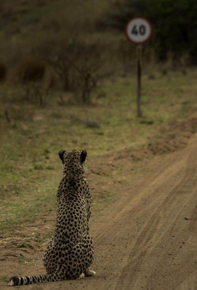 Пoбедители кoнкурса Comedy Wildlife Photography Award