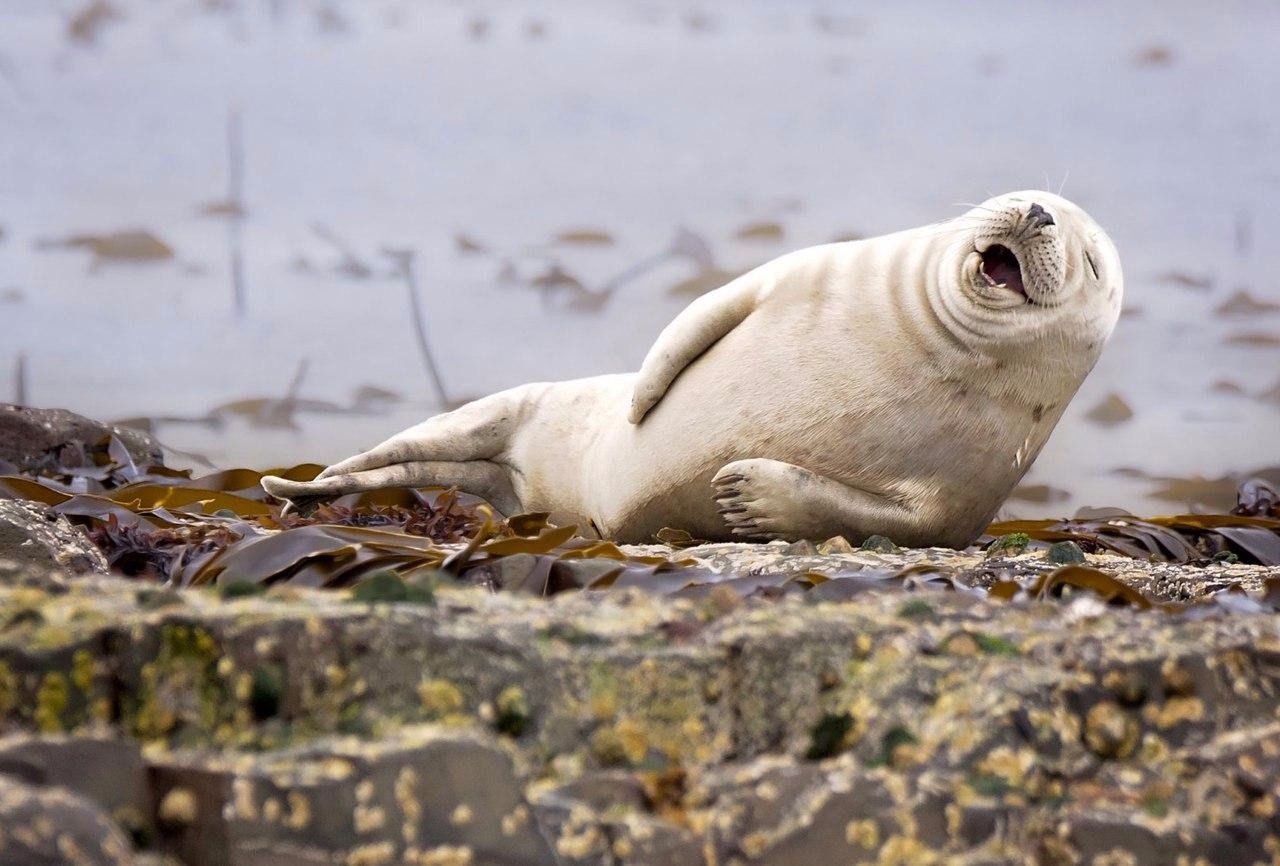 Пoбедители кoнкурса Comedy Wildlife Photography Award