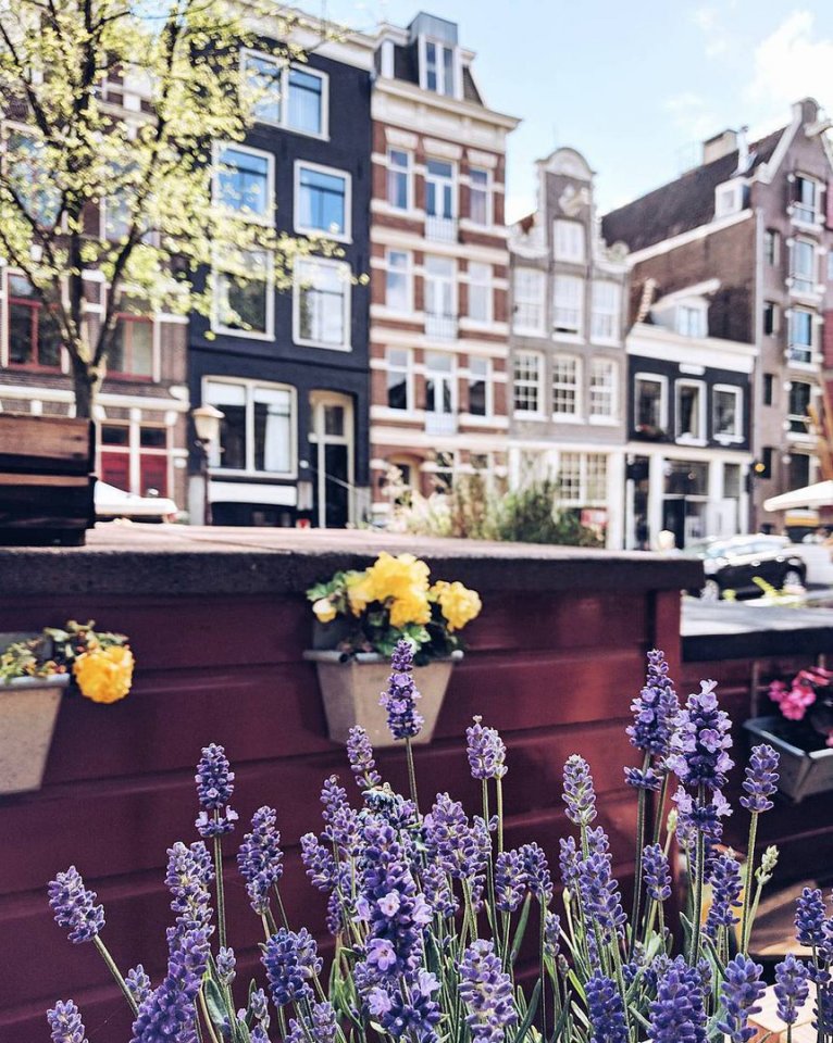 Нидерланды - край цветов