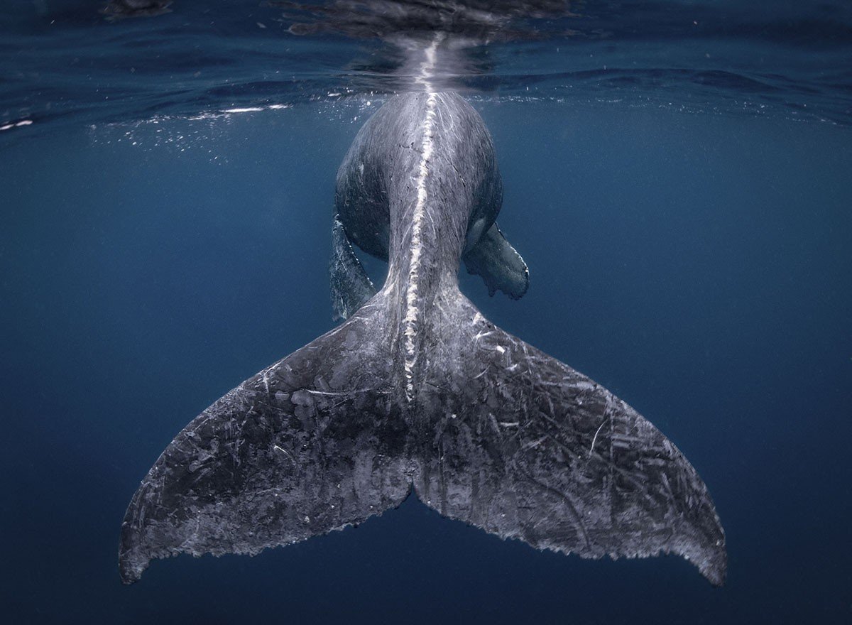 Amazing photos from the finals of the National Geographic Travel Photographer contest 2018