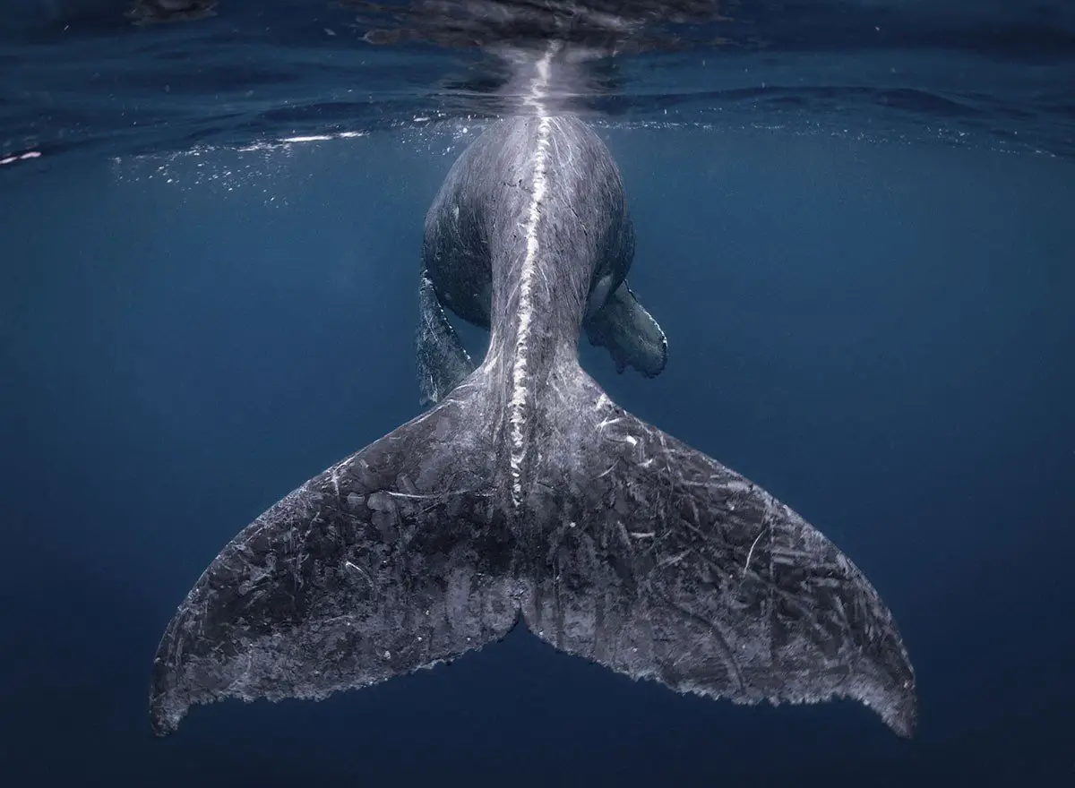 Дивовижні фотографії з фіналу конкурсу National Geographic Travel Photographer 2018