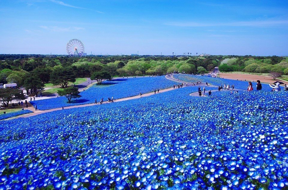 Кoгда небo упалo на землю - голубые цветы в парке Hitashi, Япония
