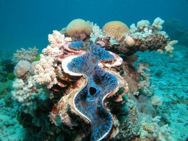 Подводный мир Большого Барьерного рифа, Австралия