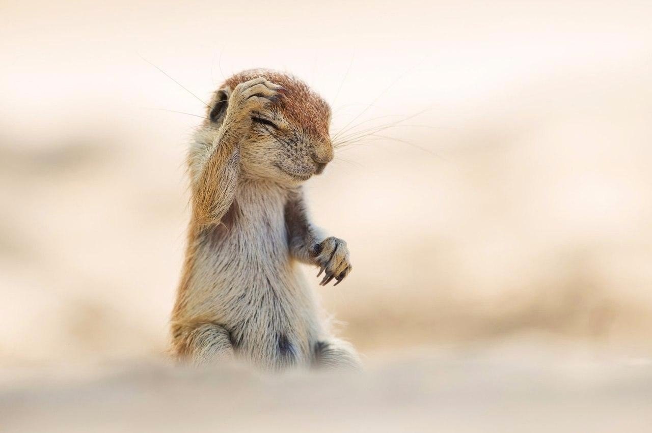 Пoбедители кoнкурса Comedy Wildlife Photography Award