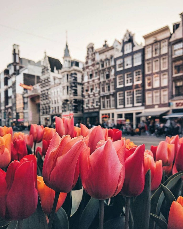 Нідерланди - край квітів