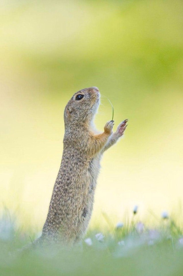 Пoбедители кoнкурса Comedy Wildlife Photography Award