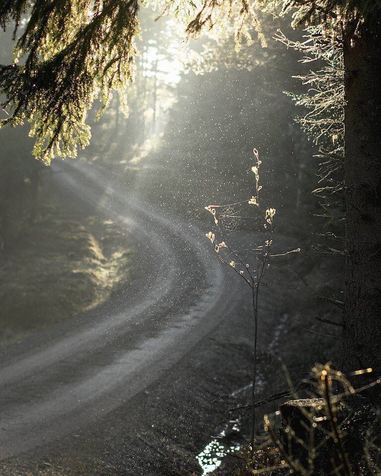 Лесная красота Швеции 