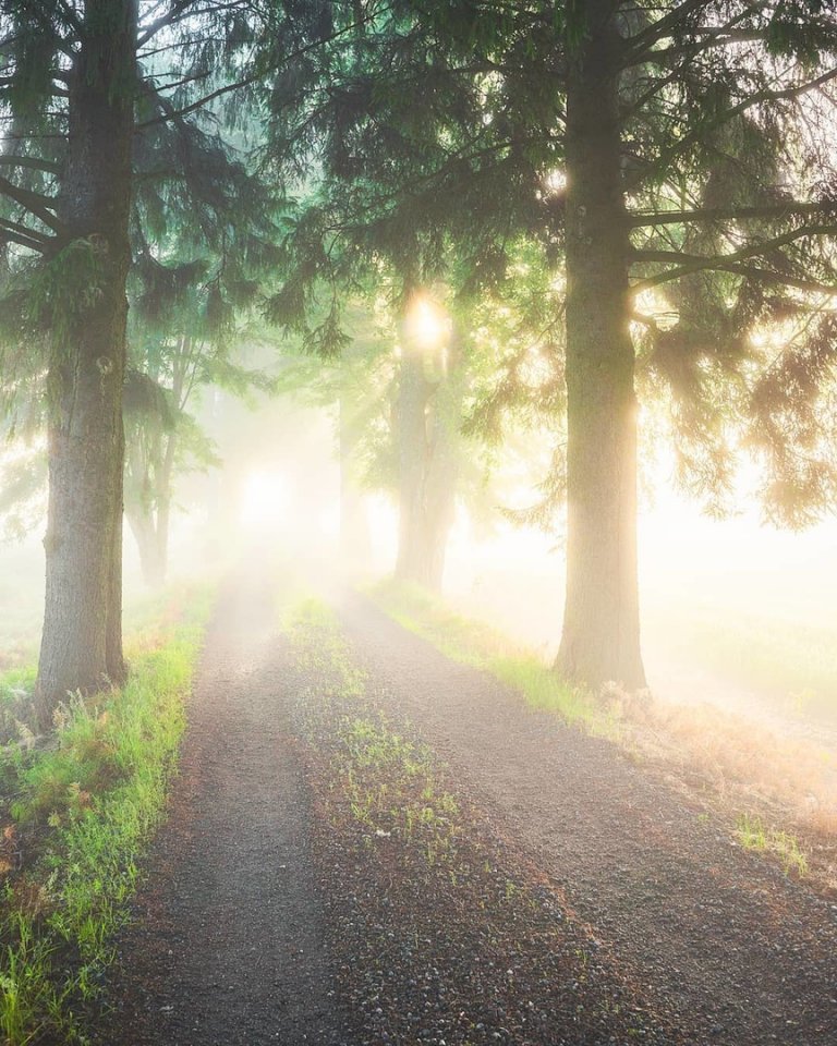 Finnish Forest