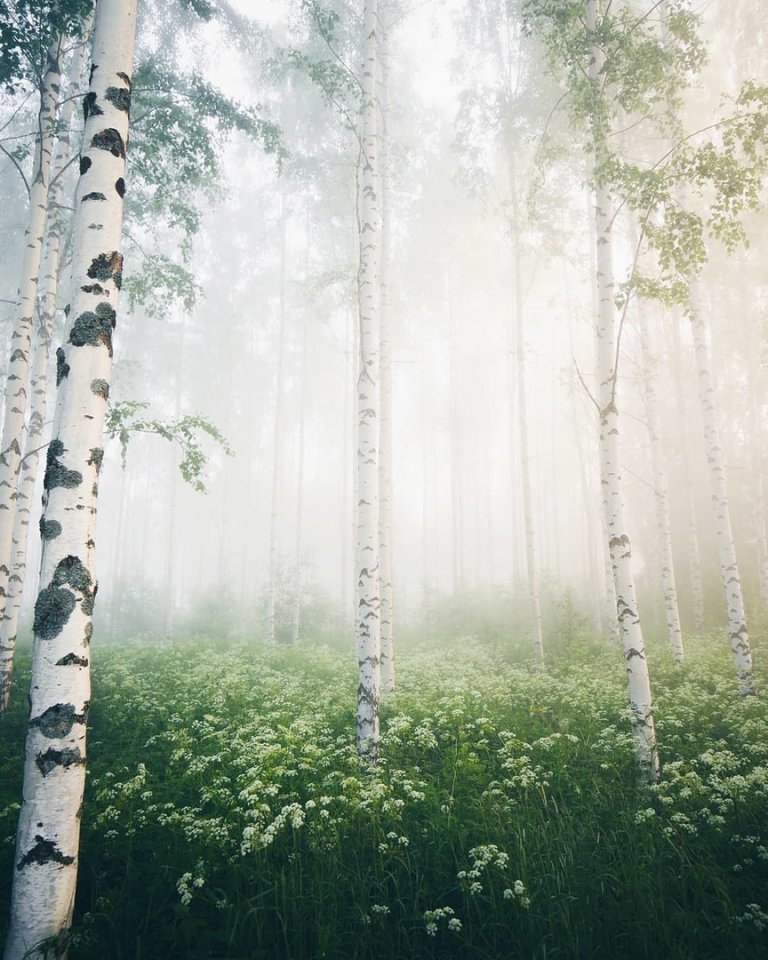 Финский лес 