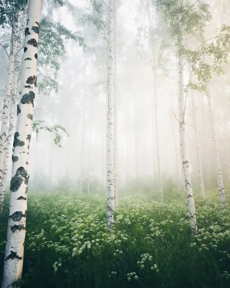 Финский лес 