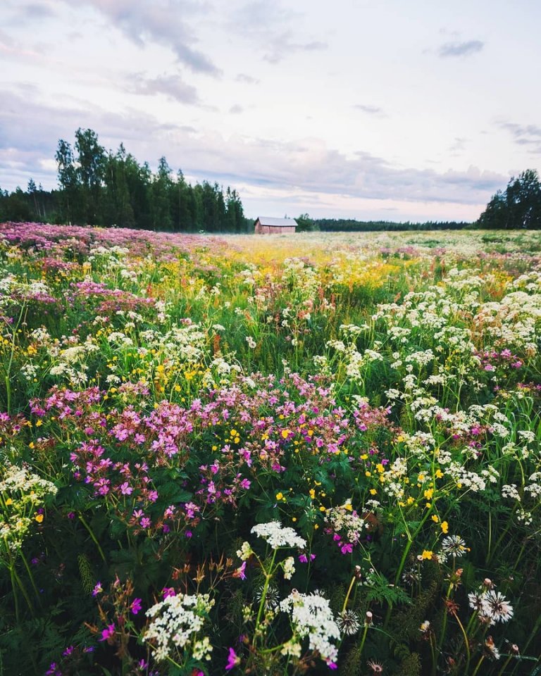 Финский лес 