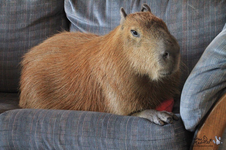 Capybaras are freakish and cute little animals from Central and South America.