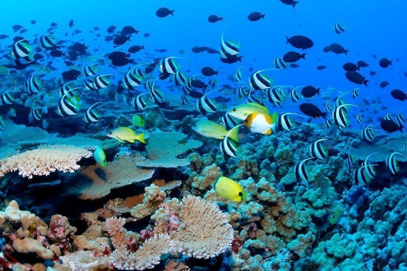 Подводный мир Большого Барьерного рифа, Австралия