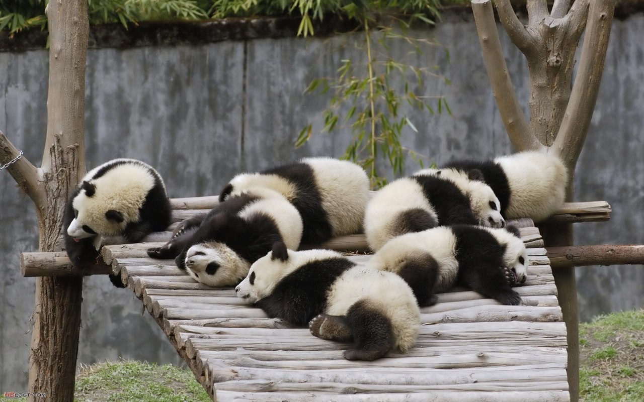 Charming spectacle. Photographing sleeping animals