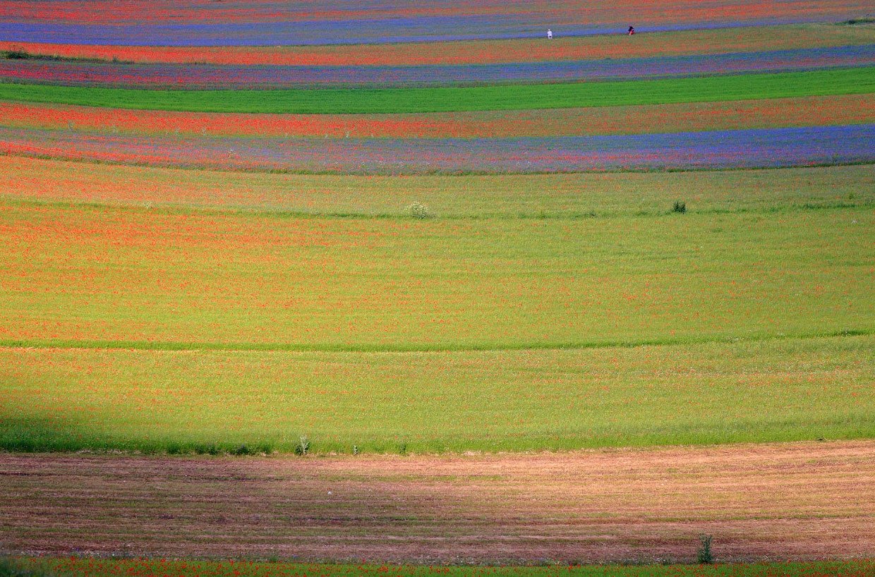 Разноцветные итальянские поля