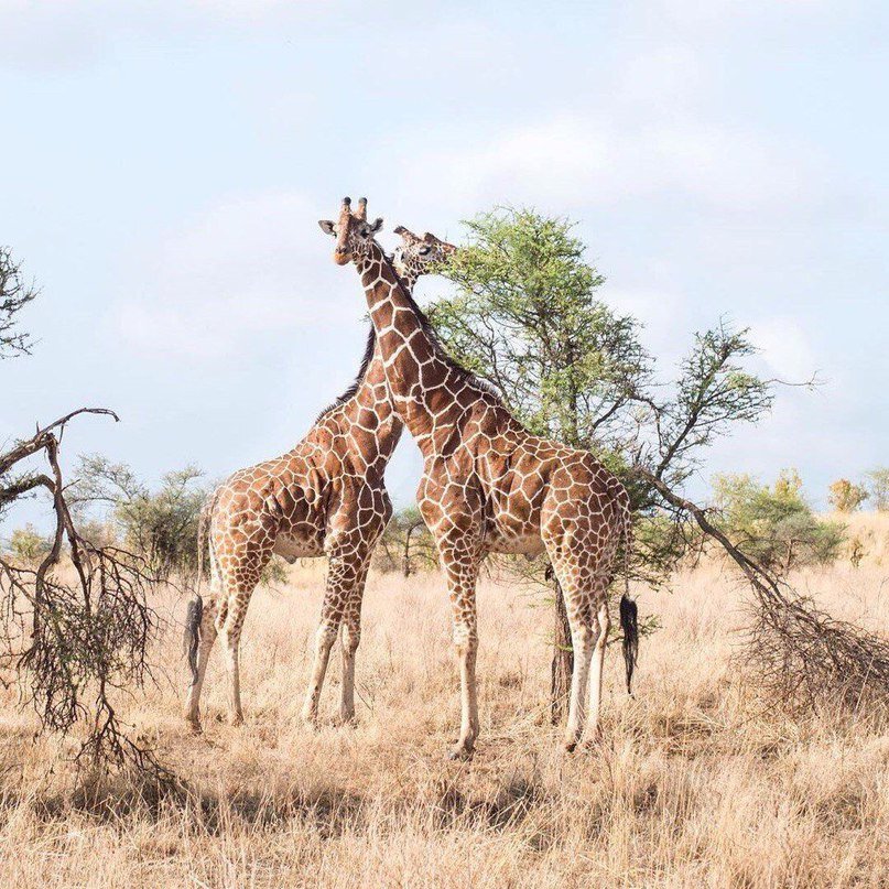 Colorful Africa
