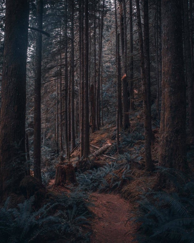 Дремучие леса Вашингтона, США