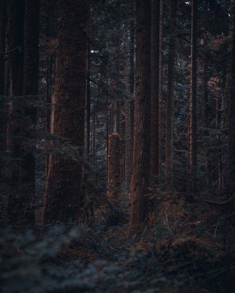 Дремучие леса Вашингтона, США