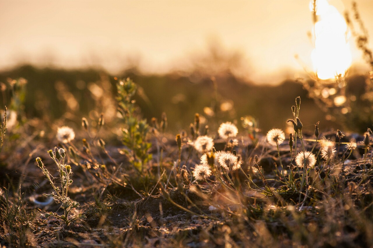 And August. In the rays of the setting sun. A couple of days ago ...