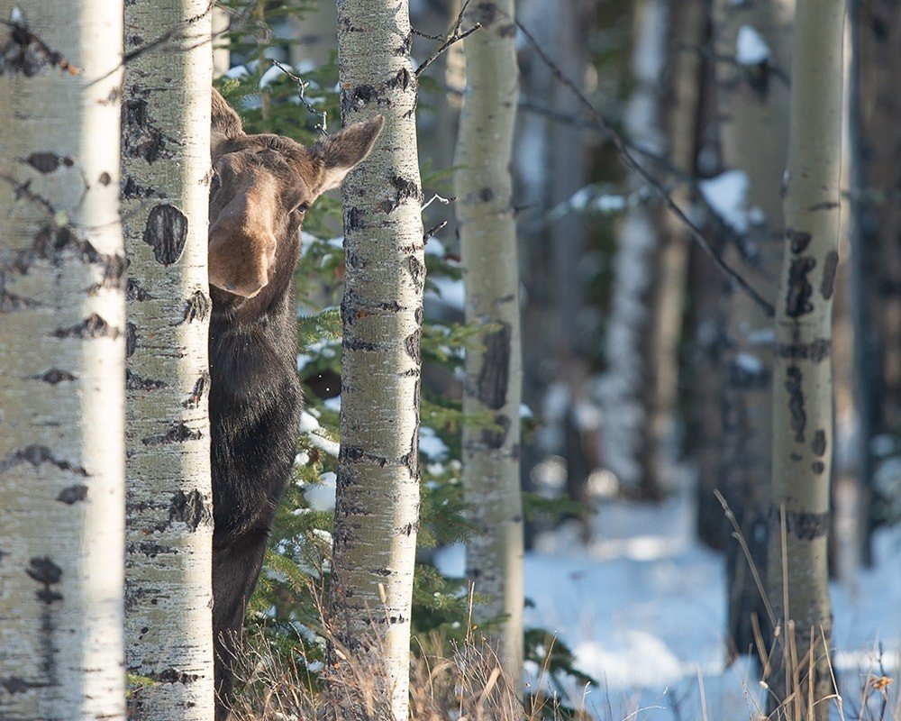 The best pictures from the competition for the funniest photo of wildlife