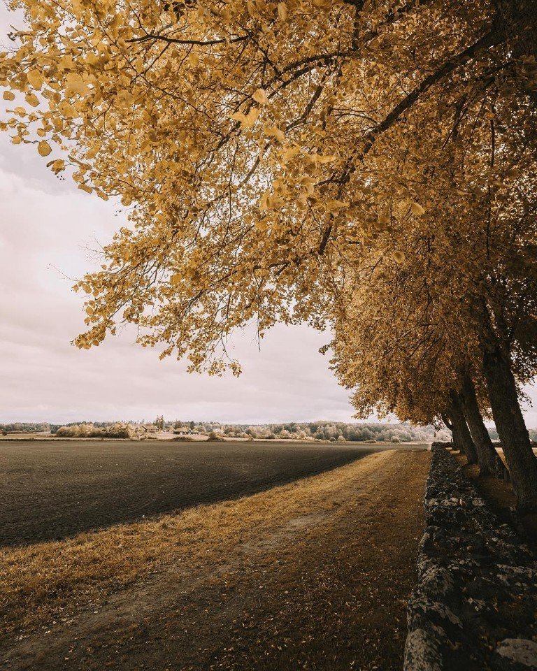 Туманное осеннее очарование