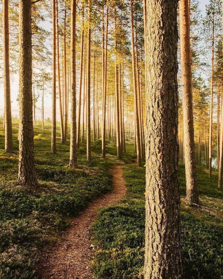 The beauty of the Finnish forest