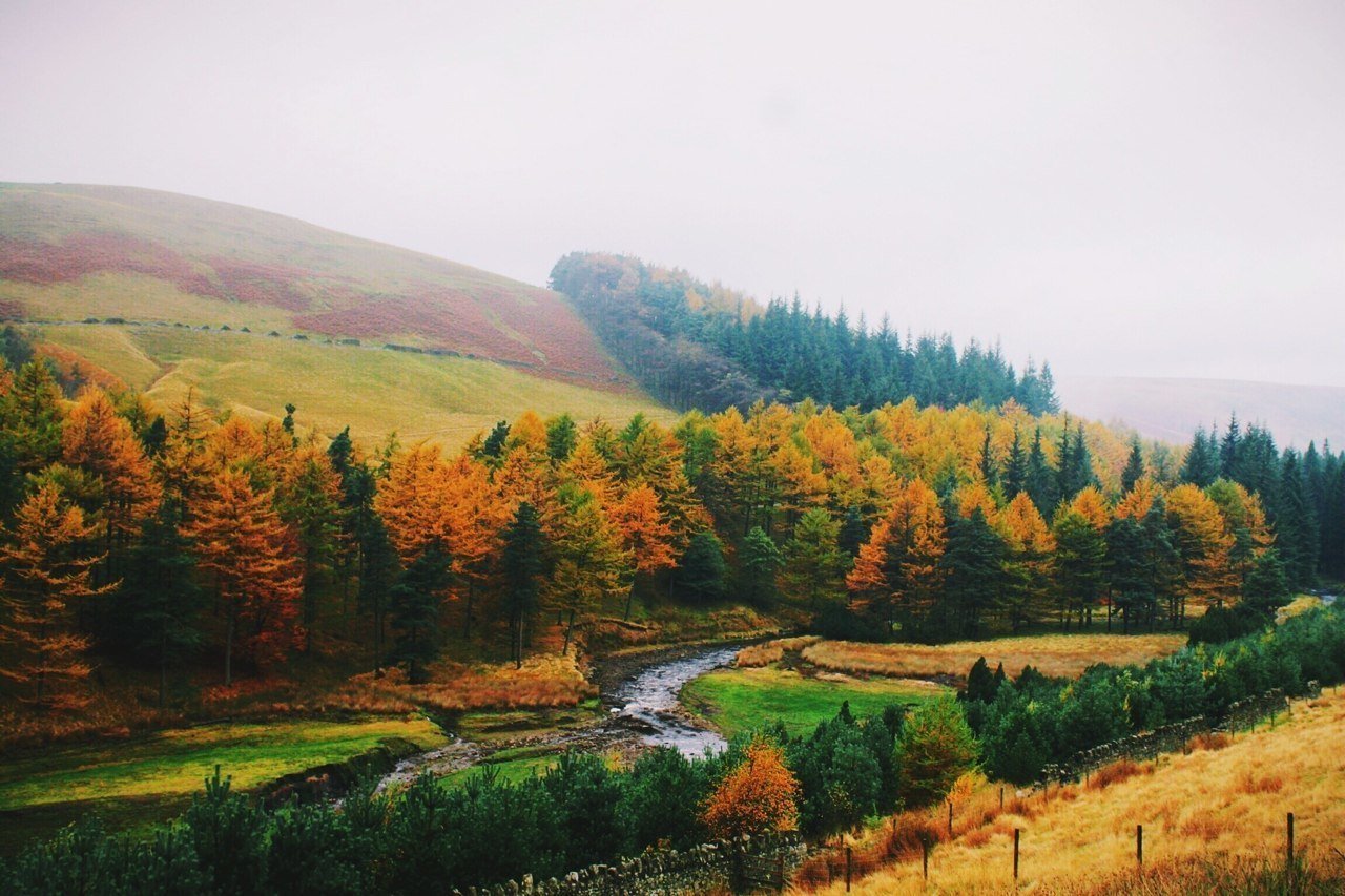 Sheffield Forest, England