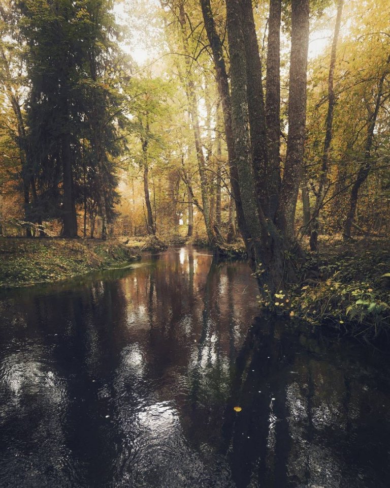 Листопад в лесу, Швеция