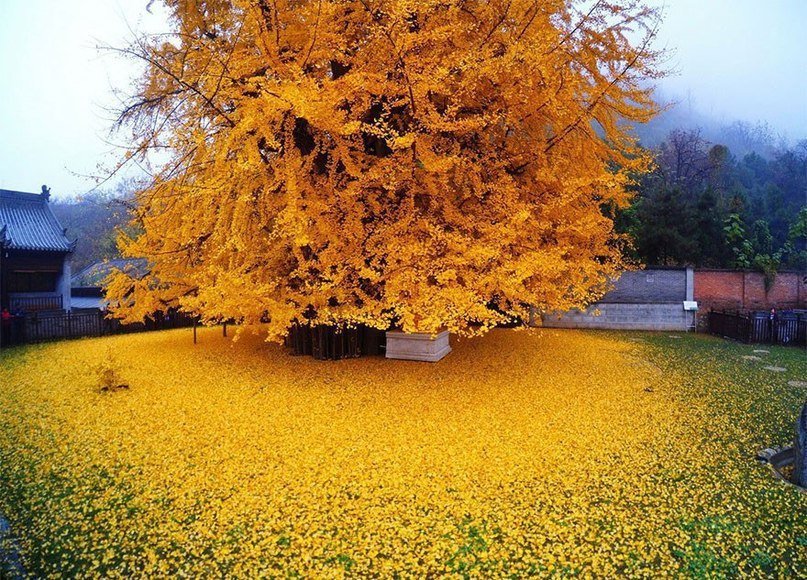 Дерево Гинкго, которому уже 1400 лет, каждую осень покрывает дворик буддийского храма золотым ковром