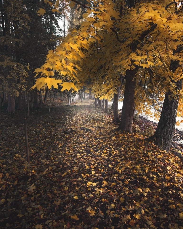 Листопад в лесу, Швеция