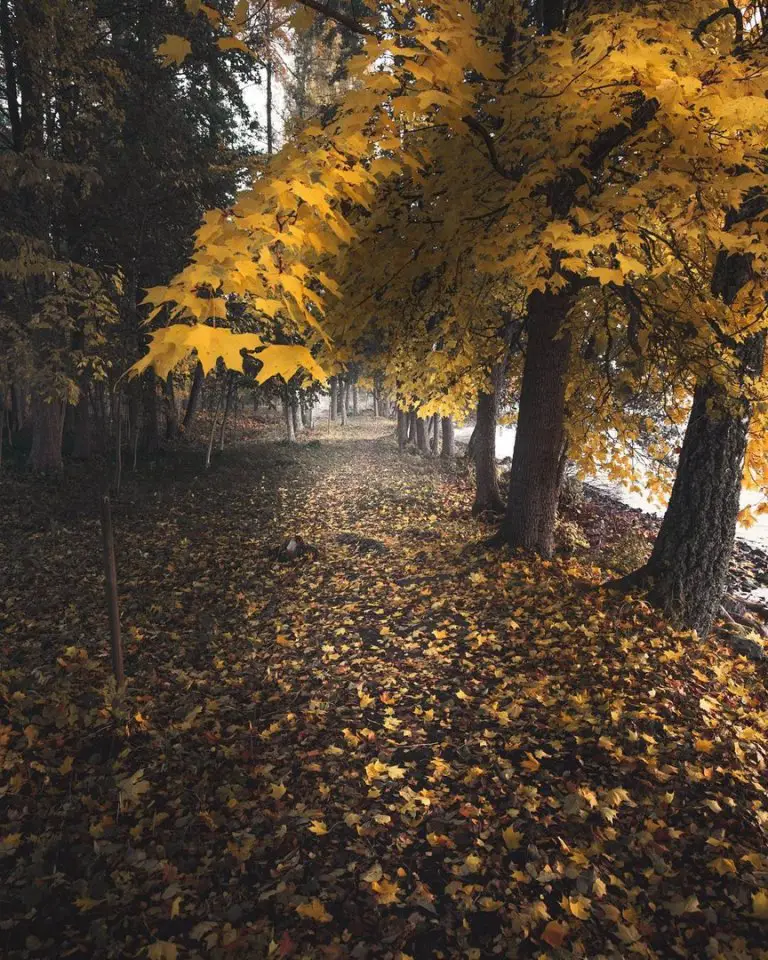 Листопад в лесу, Швеция