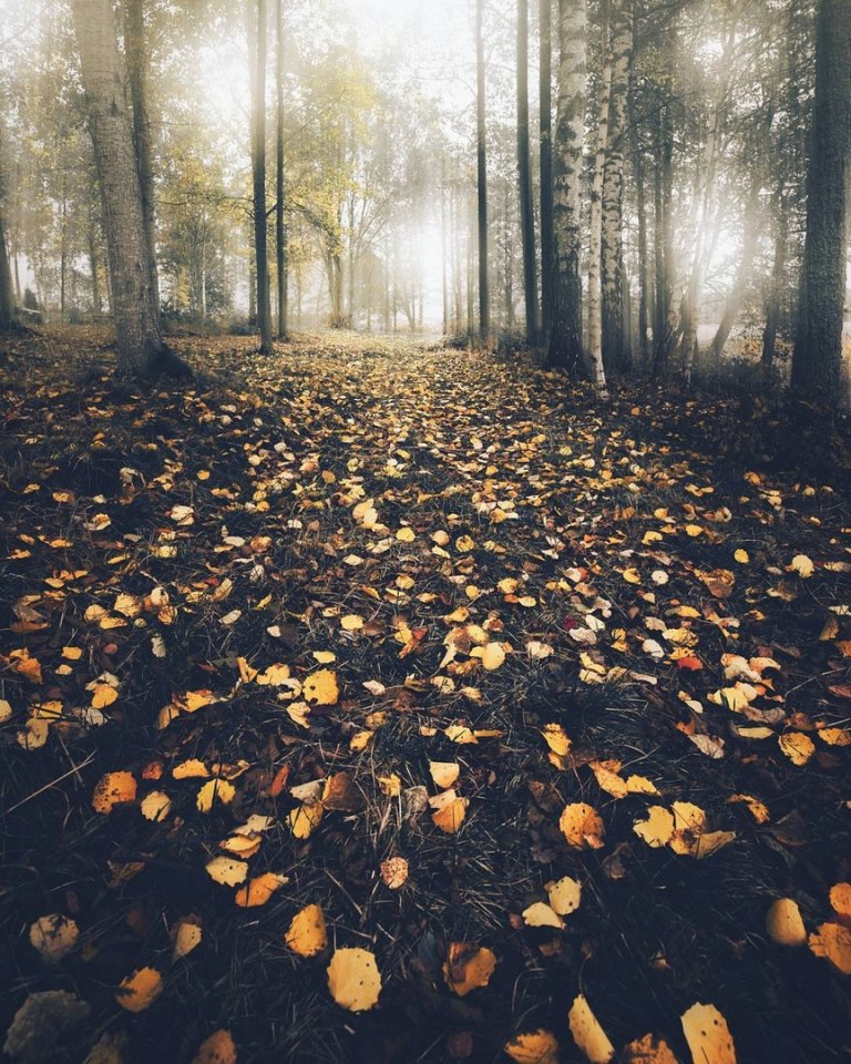 November in the forest, Sweden