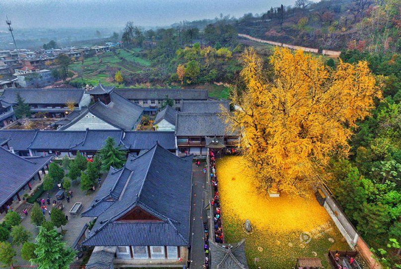 The Ginkgo tree, which is already 1400 years old, every autumn covers the courtyard of a Buddhist temple with a gold carpet