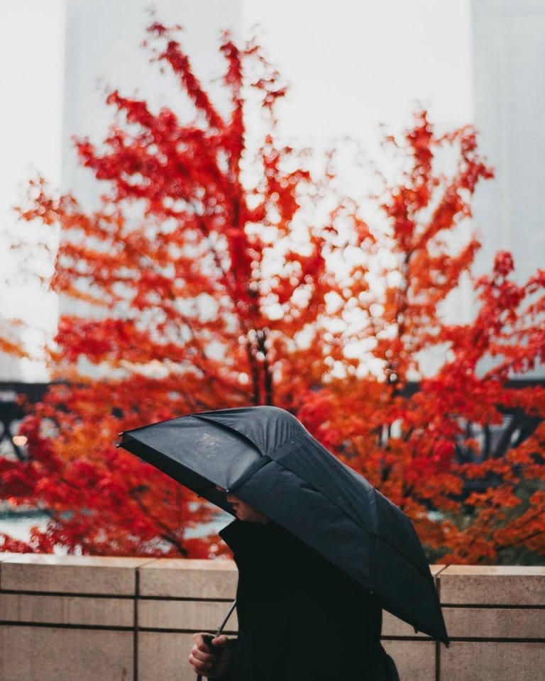 Autumn colors in Chicago