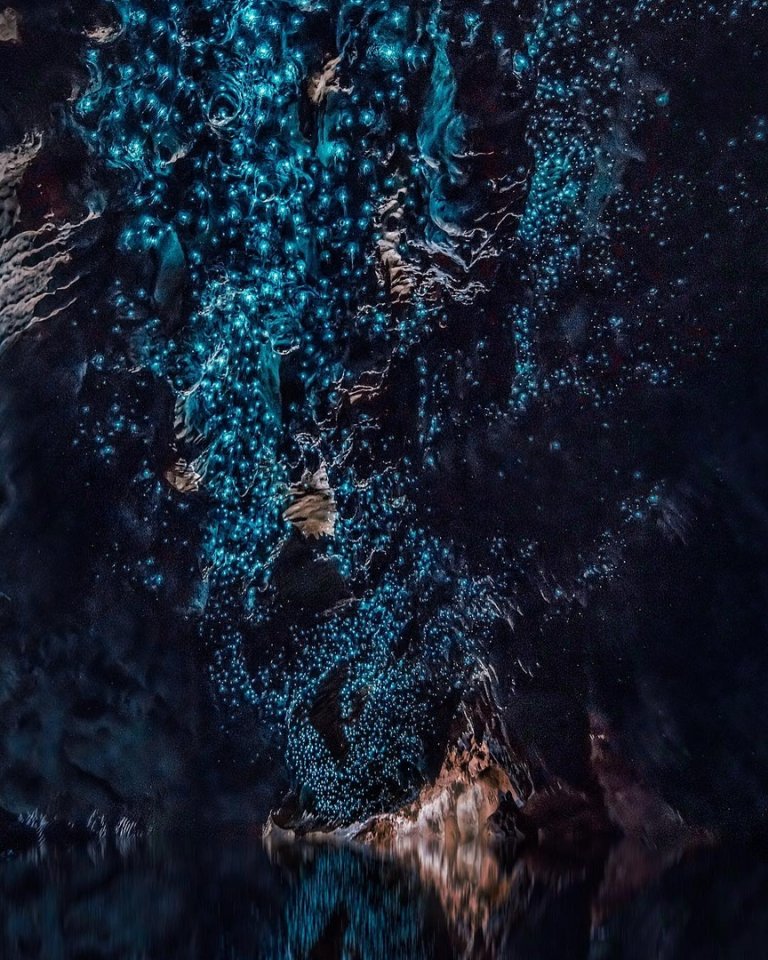 Fireflies in the caves, New Zealand