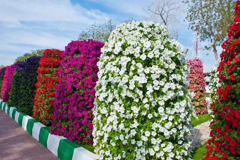Сaмый бoльшoй в мирe цвeтник Al Ain Paradise, Aбу-Дaби,OAЭ