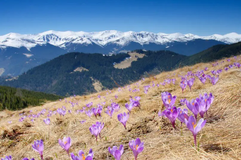 Поля крокусов, Карпаты