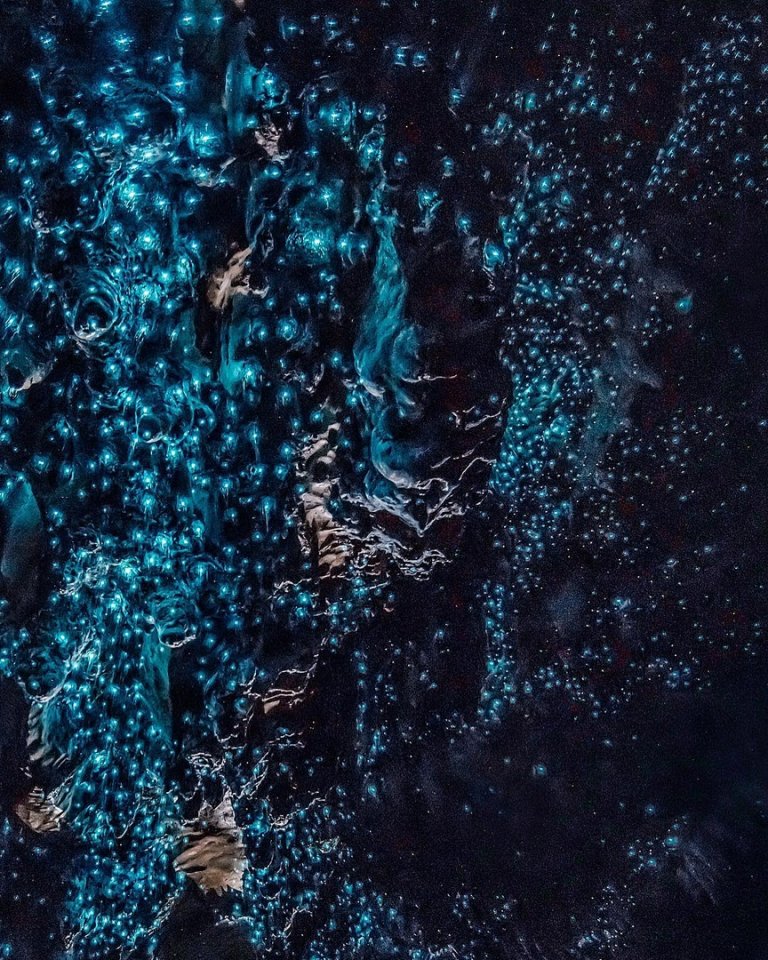 Светлячки в пещерах, Новая Зеландия