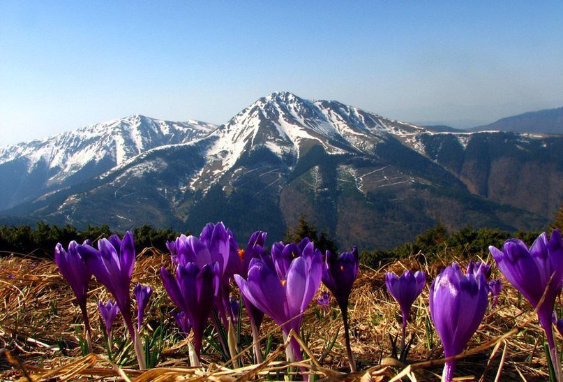 Crocus fields, Carpathians