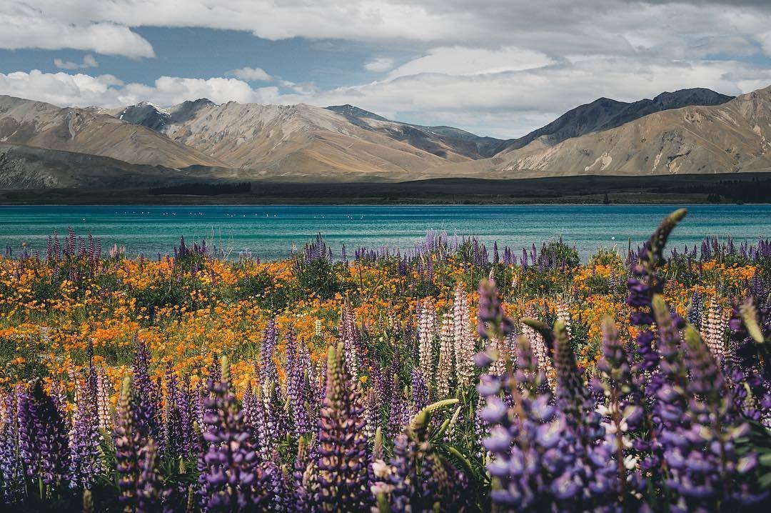 New Zealand's vibrant landscapes