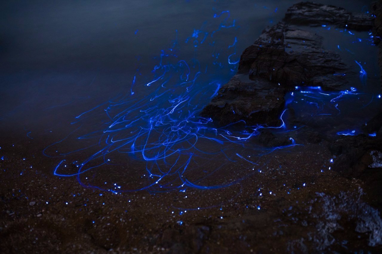 Светящиеся креветки у берегов Японии во время прилива